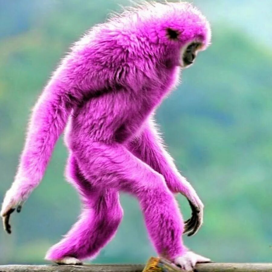 Розовая обезьяна. Крашеная обезьянка. Мартышка в розовом. Фиолетовая обезьяна.