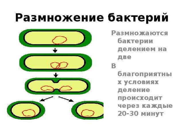 Размножение бактерий примеры. Схема размножения бактерий 5 класс. Как размножаются бактерии схема. Деление бактерии Тип размножения. Размножение бактерий 5 класс биология.