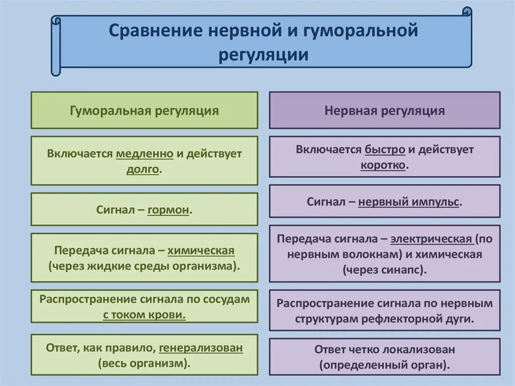 Что не характерно для гуморальной регуляции. Сравнение нервной и гуморальной регуляции таблица. Нервная регуляция и гуморальная регуляция сравнение. Нервная и гуморальная регуляция таблица. Сравнение нервной и гуморальной регуляции.