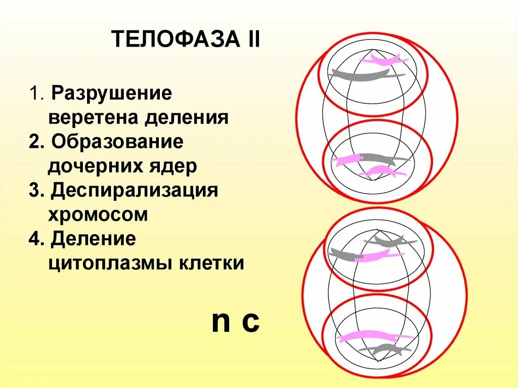 Образование веретена деления мейоза. Телофаза мейоза 2. Мейоз 2 телофаза 2. Телофаза мейоза 1. Разрушение веретена деления.