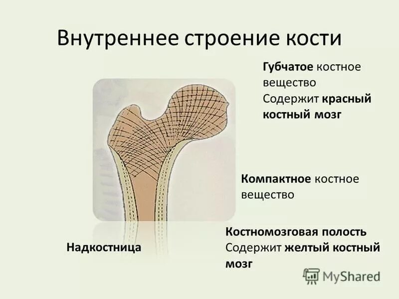 5 костей губчатых. Внутреннее строение кости. Внешнее и внутреннее строение кости. Строение губчатого вещества кости. Строение компактного вещества кости.