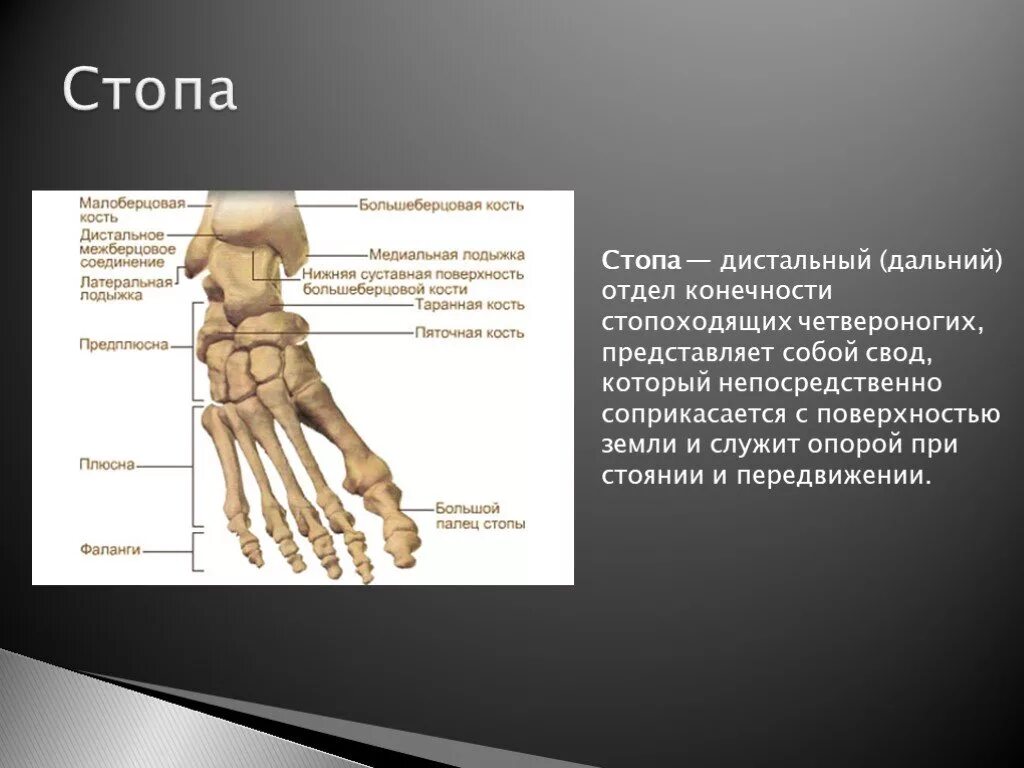 Кости дистального отдела стопы. Дистальные отделы конечностей. Дистальный и проксимальный отделы стопы. Дистальные отделы конечностей стопы.