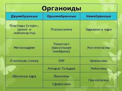 Функция органоида хлоропласт