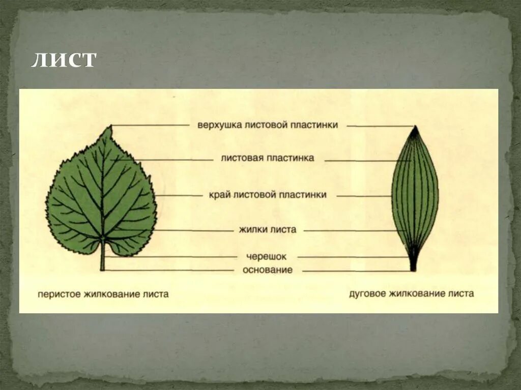 Жилкование листа липы. Жилкование листа подорожника. Жилкование пластинки листа. Лист липы жилкование листа.