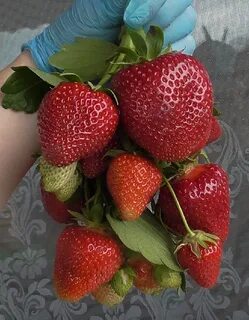 Брилла клубника описание и отзывы фото