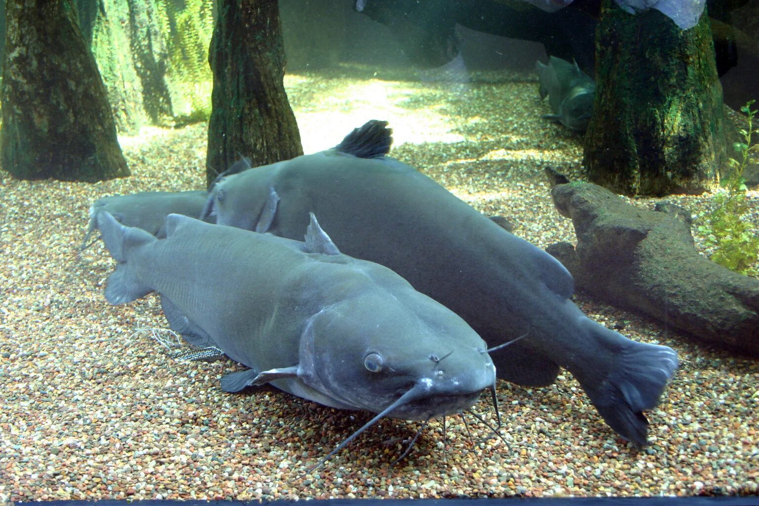 Сом почем. Ictalurus furcatus. американский голубой сомик. канальный сомик икталурус. канальный сомик черный.