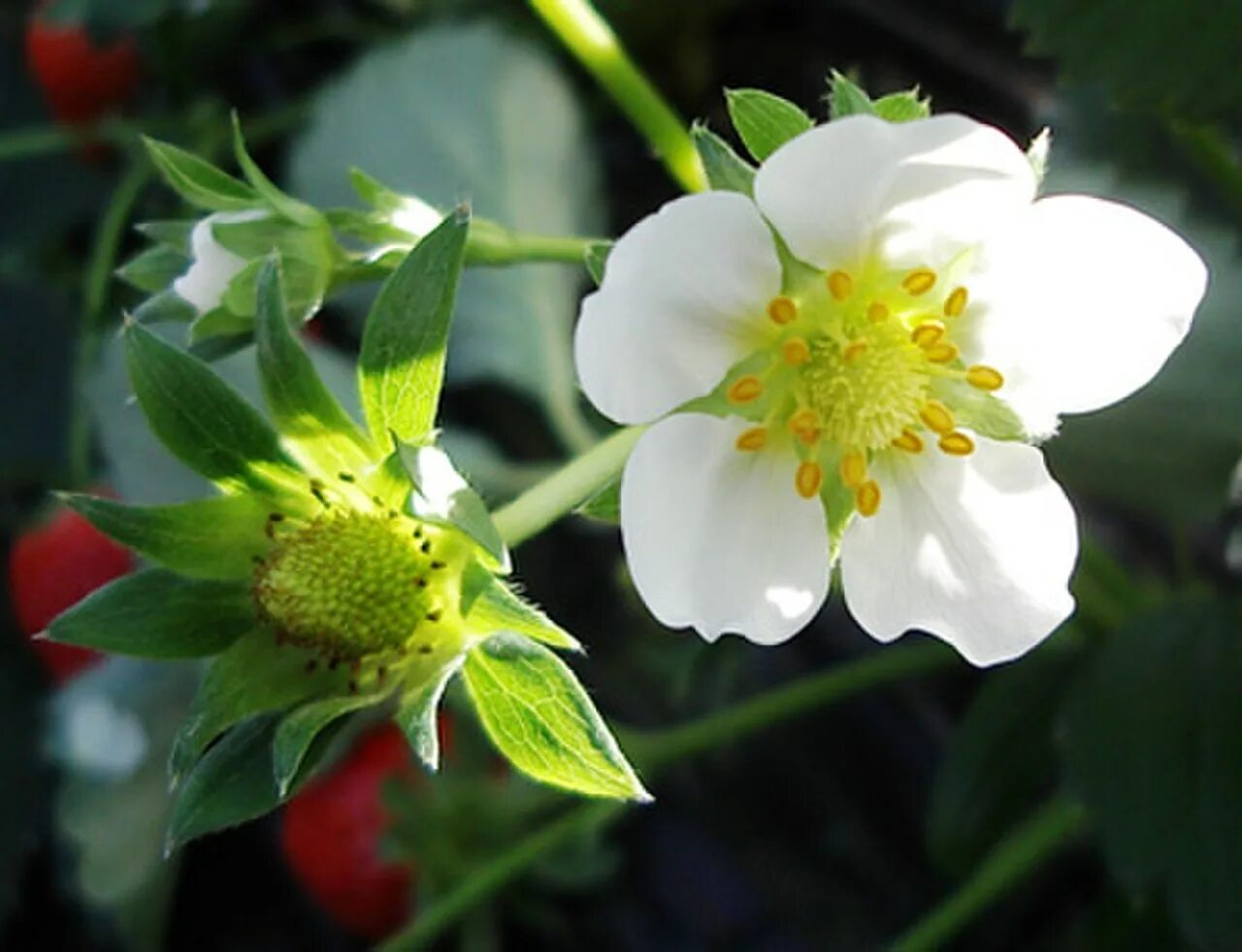 Strawberry flowers