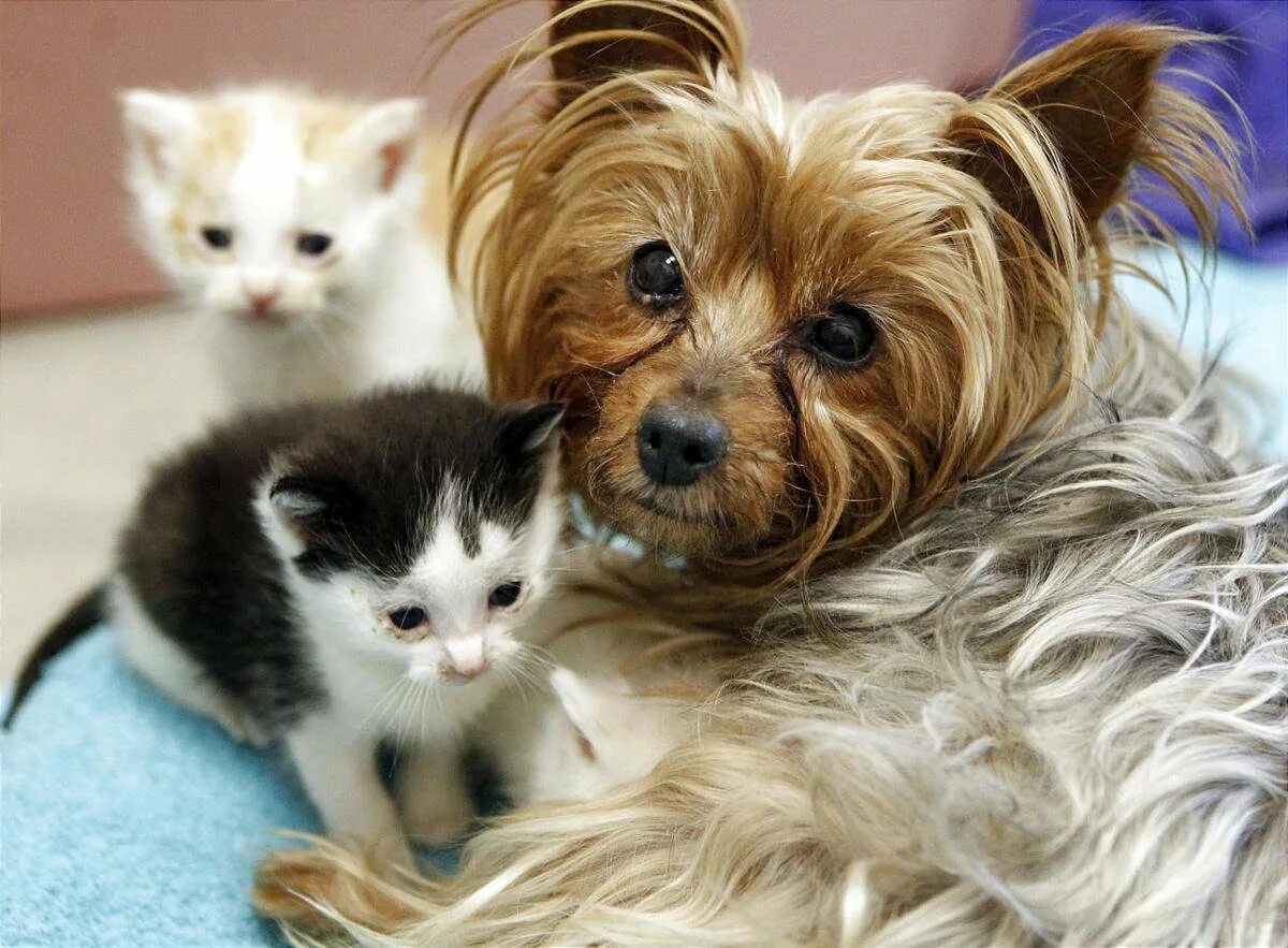 Породы животных кошек и собак. Йоркширский терьер. Собачки и кошечки. Щенок и котенок. Милые собачки и кошечки.