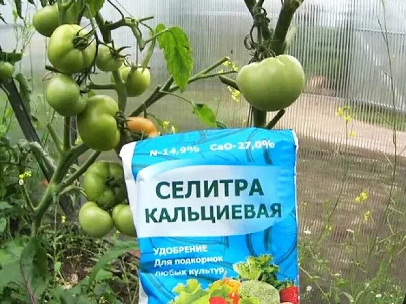 Удобрение томатов селитрой. Кальций от вершинной гнили томатов. от вершинной гнили томатов в теплице кальциевая селитра. кальциевая селитра для томатов от вершинной гнили. кальциевая селитра для томатов.