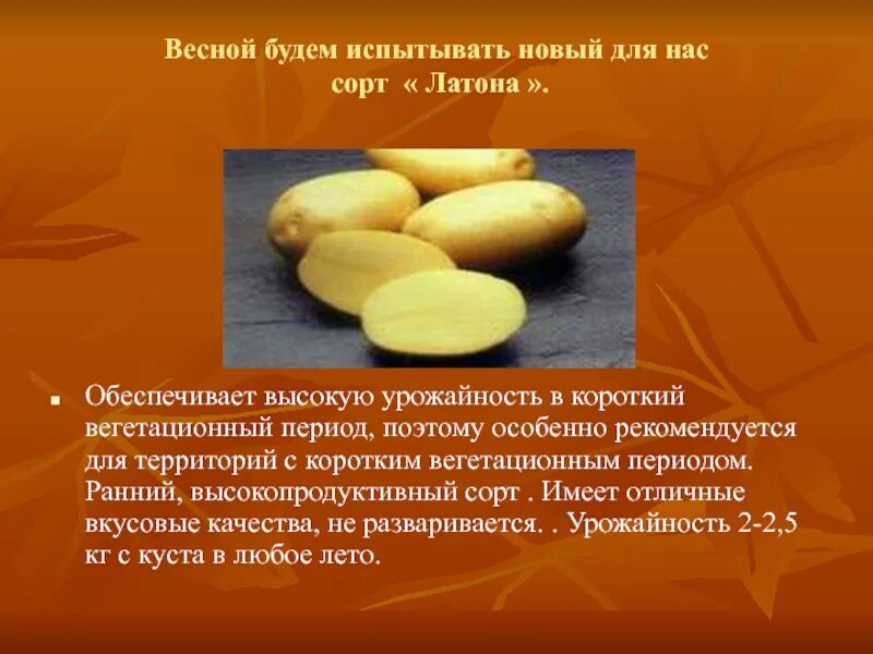 Какие сорта картофеля развариваются. Сорт картофеля латона. сортоиспытания картофеля. картофель латона фото. исследовательская работа картофель.