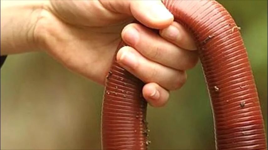 Самой большой червь. Дождевые черви в Австралии. Австралийский гигантский дождевой червь. Австралийский гигантский Земляной червь. Гигантский кольчатый червь австралийский.