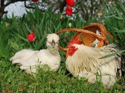 Любовь и курица
