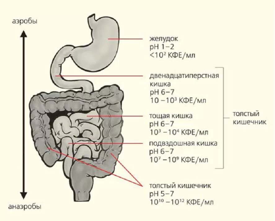 Тонкий кишечник двенадцатиперстная кишка. Кислотность в разных отделах ЖКТ. Кишечный сок в тонкой кишке РН. PH 12 перстной кишки кислотность. Толстая кишка среда