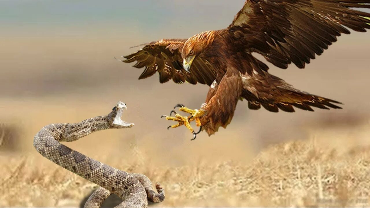 Нападение орла. Беркут Сокол ястреб Коршун. Беркут vs Орел. Сокол Сапсан против орла. Орел охотится на змей.