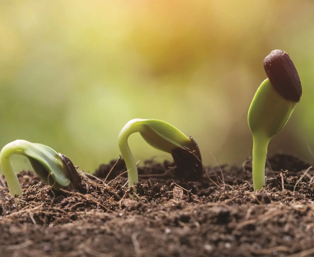 The poem tomorrow. Quotes about Plants. Gardening quotes. The Seed. Фон с почвой и рассадой.