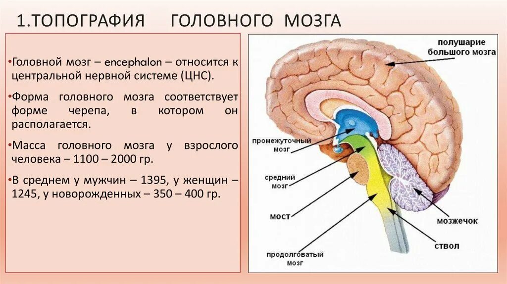 Отделы головного мозга и их функции. Ствол головного мозга строение и функции. Функции моста головного мозга. Строение мозга человека таламус. Строение и функции головного мозга отделы/функции.