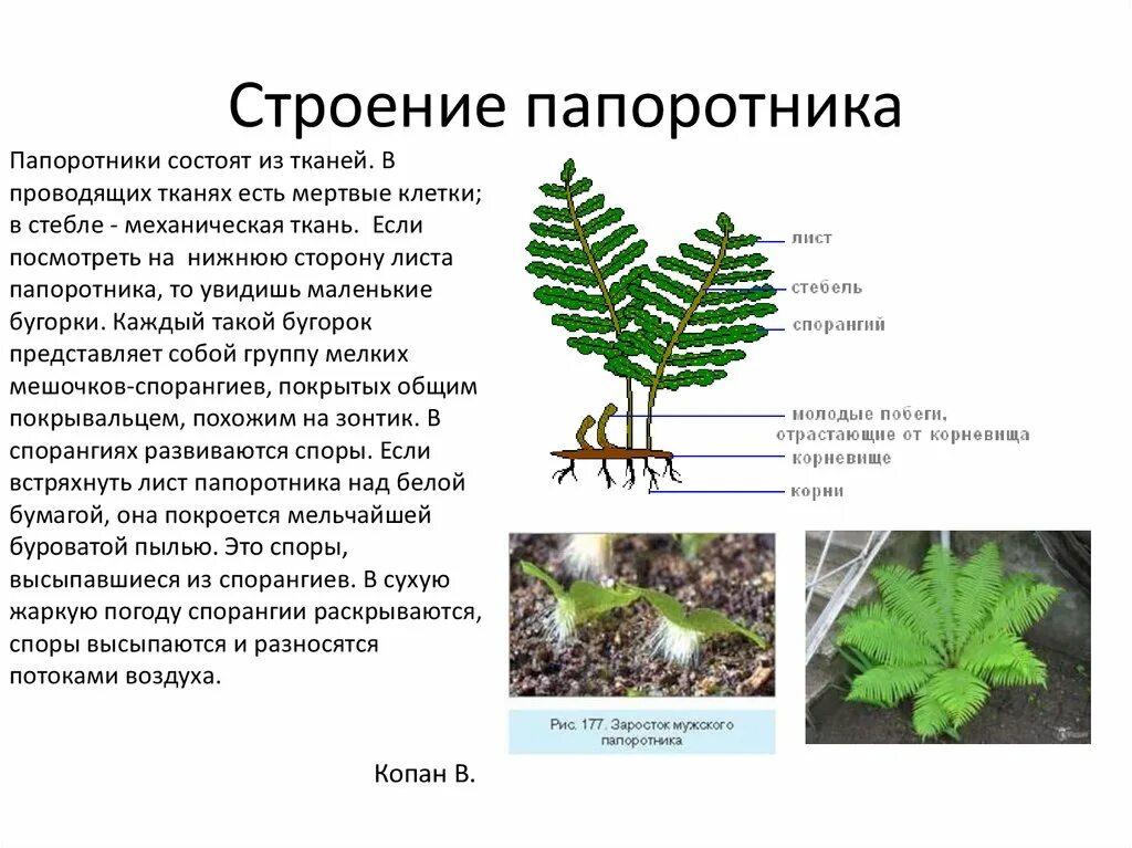 Папоротник Щитовник мужской строение. Внешний вид спороносящего папоротника. Описать строение папоротника. Особое строение папоротника.