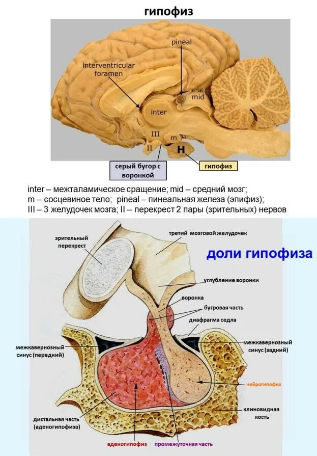 Гипофиз строение. Гипофиз на препарате анатомия. Строение мозга гипофиз.