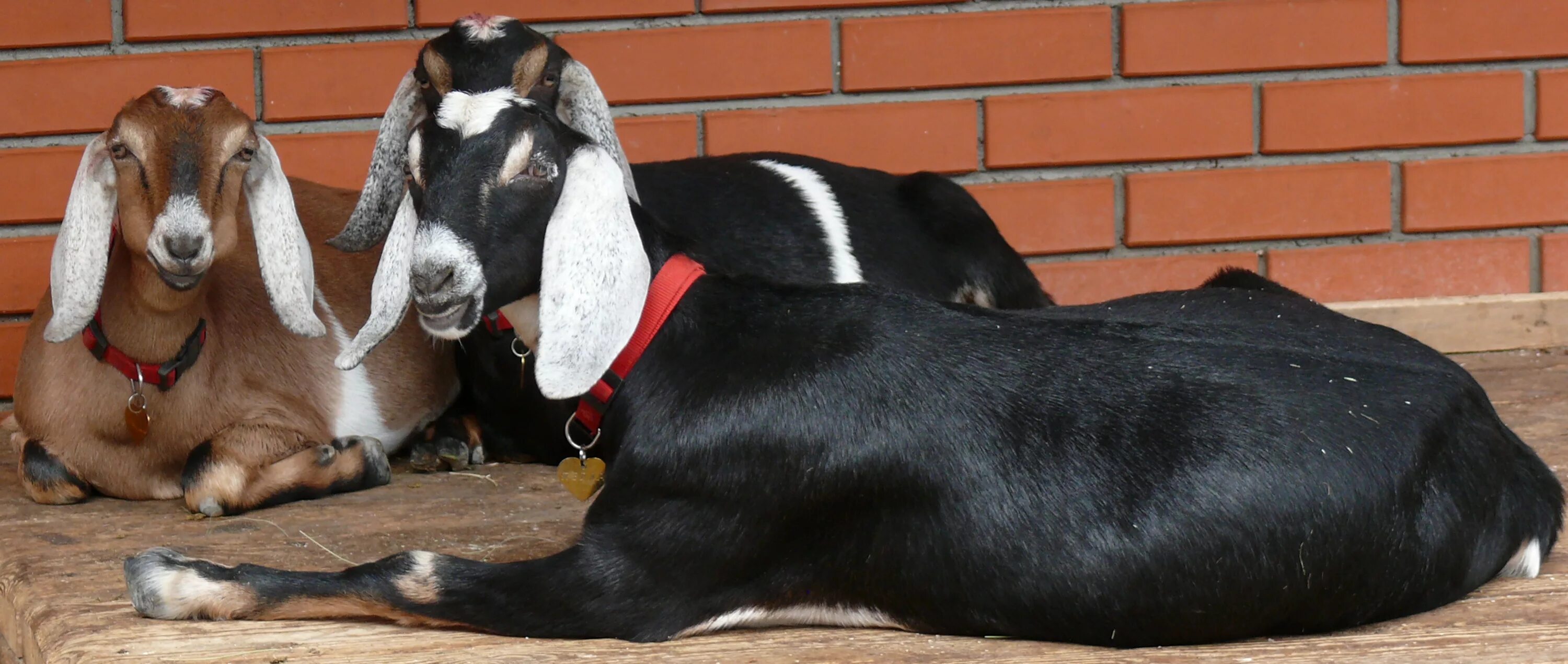 Козы нубийские фото цена описание. Англо-нубийская коза. Коза нубийской породы. Породы коз англо-нубийская коза. Коза вислоухая нубийская.