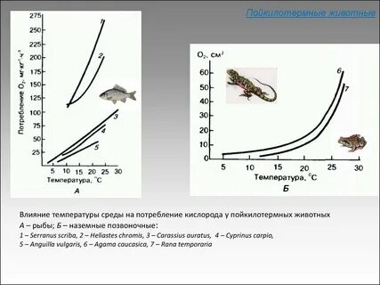 Температура насекомых зависит от температуры окружающей среды