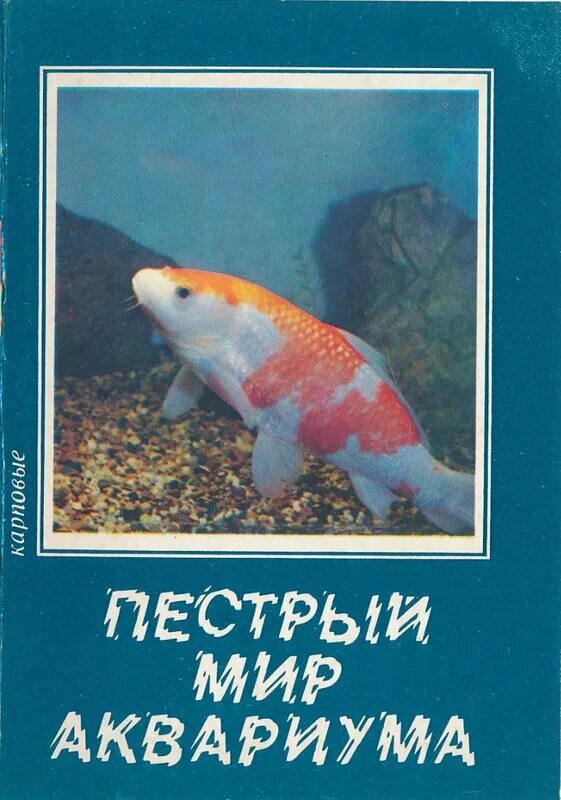 пестрый мир аквариума. яркий фон. яркие цвета. яркие краски. мир аквариума.