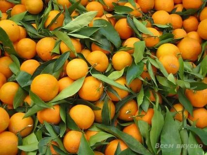 Селекция мандаринов
