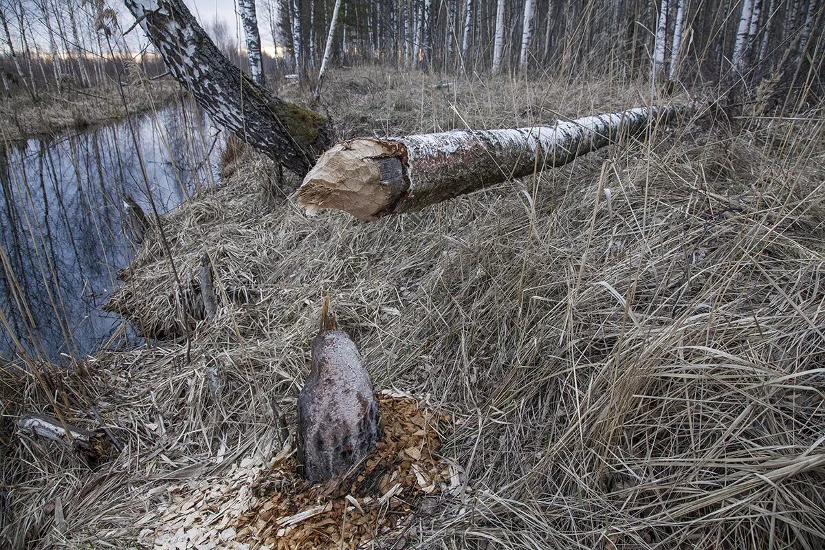 Военные бобры. Плотина бобра. Бобры в лесу. Бобры Новгородской области. Бобры весной в лесу.