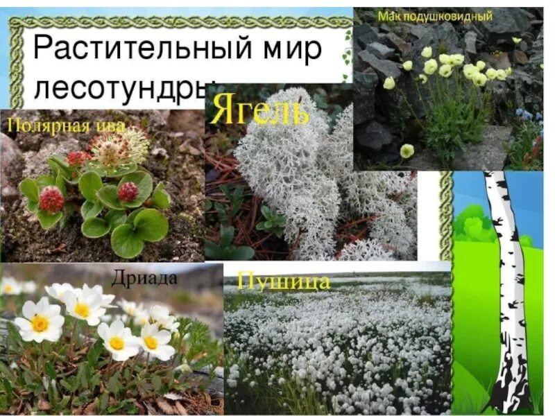 Тундра растительность. Растения тундры и лесотундры. Растительность лесотундры. Растительный мир лесотундры. Растения лесотундры в России.
