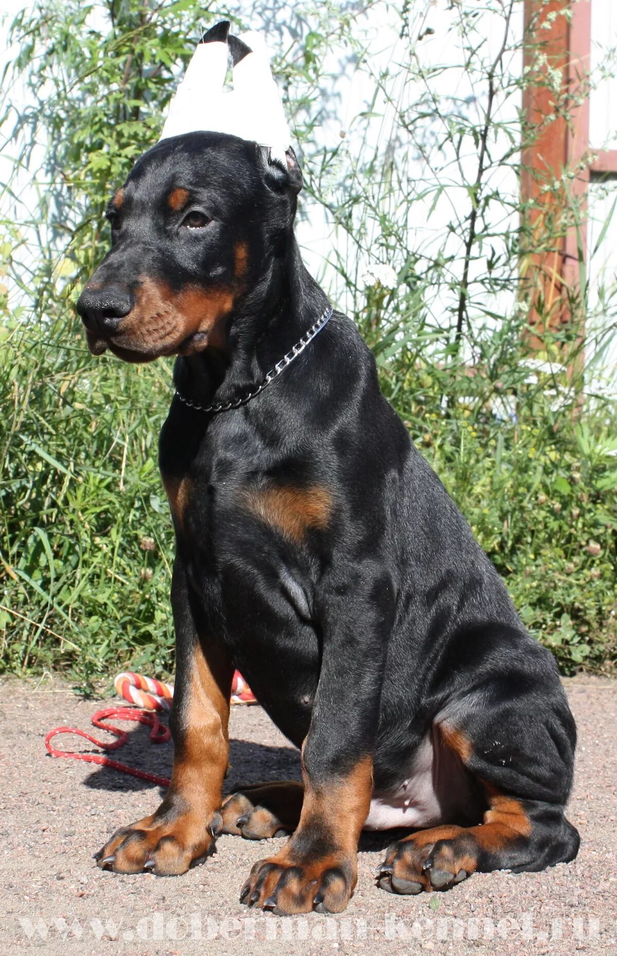 Стандарт добермана ркф. Стандарт добермана ркф. Доберман стандарт породы. Стандарт добермана. Немецкий пинчер купирование.