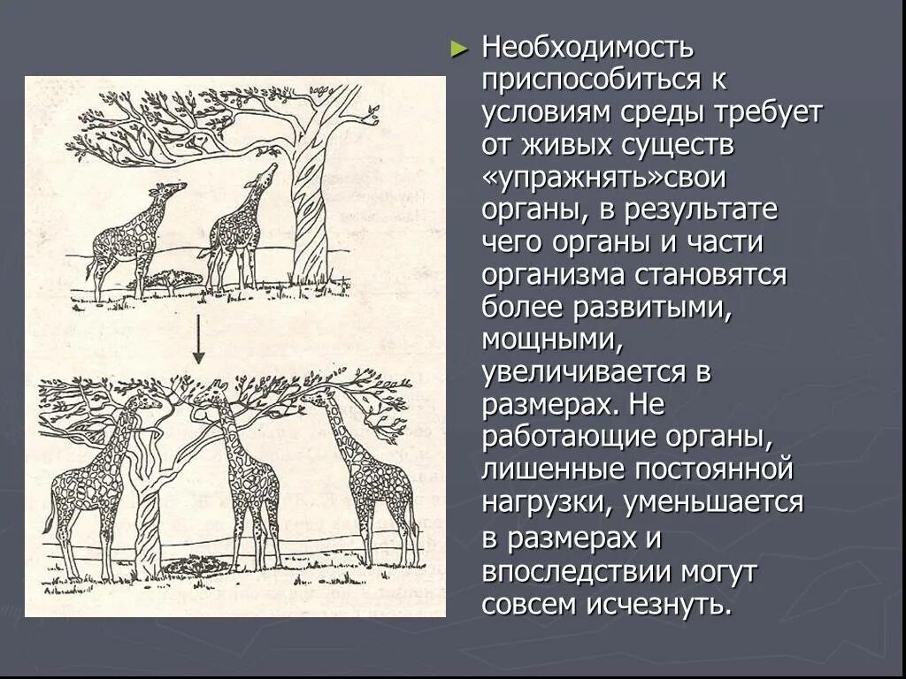 Изображение живых существ в исламе. Рисование картин живых существ хадис. итоги додарвинского периода. приспосабливаться.