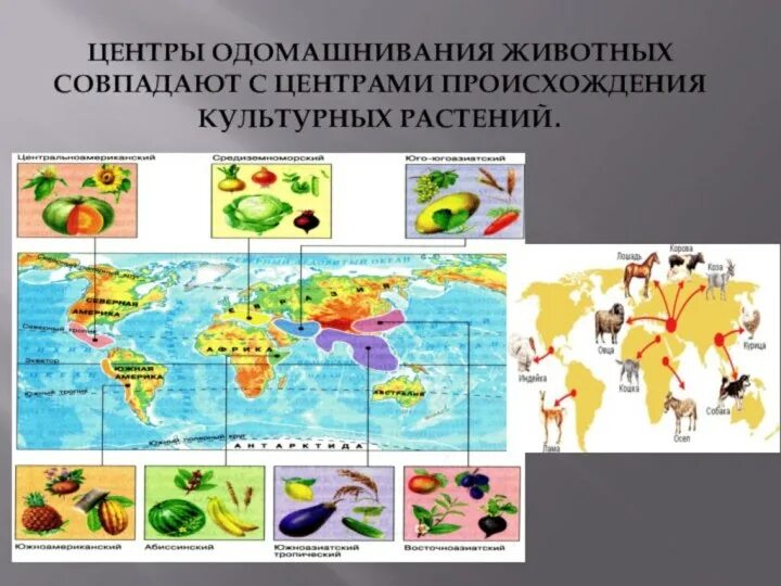 Центр происхождения культурных растений таблица по биологии. Центры доместикации культурных растений. Центр происхождения культурных растений и животных карта. Вавилов центры происхождения культурных растений.