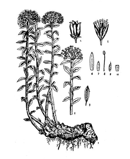 Гипогеогенное корневище. Радиола розовая Фармакогнозия. Родиола розовая гербарий. Родиола розовая ботаника. Родиола розовая Фармакогнозия.