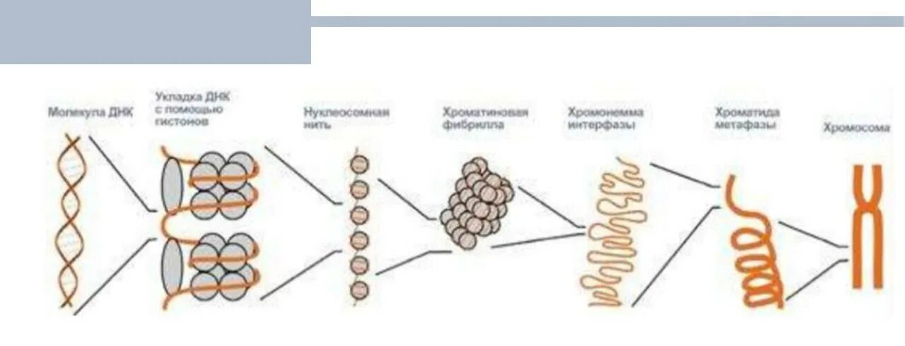 Стадии спирализации хромосом. . Структурная организация хроматина. Уровни компактизации ДНК.. Уровни структурной организации хроматина хромосом. Уровни структурной организации хроматина. Структурная организация ДНК В хромосомах уровни компактизации.