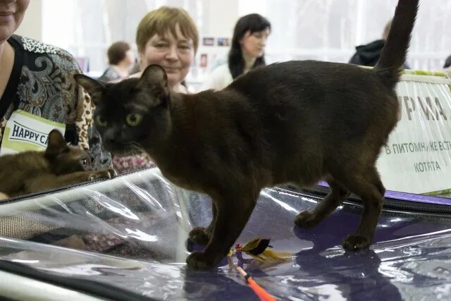 Выставка кошек. Выставка кошек в Волгограде. Выставка кошек Иркутск. Выставка кошек Краснодар.