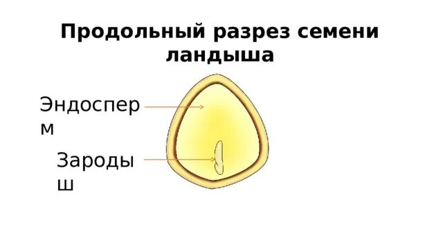 Какую функцию выполняет семенная кожура впр 6