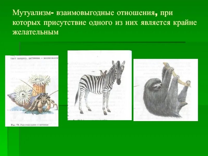 Взаимо выгодные отношения. Взаимовыгодные отношения мутуализм. Взаимовыгодные отношения организмов мутуализм. Взаимовыгодные отношения примеры. Взаимовыгодные связи между живыми организмами.