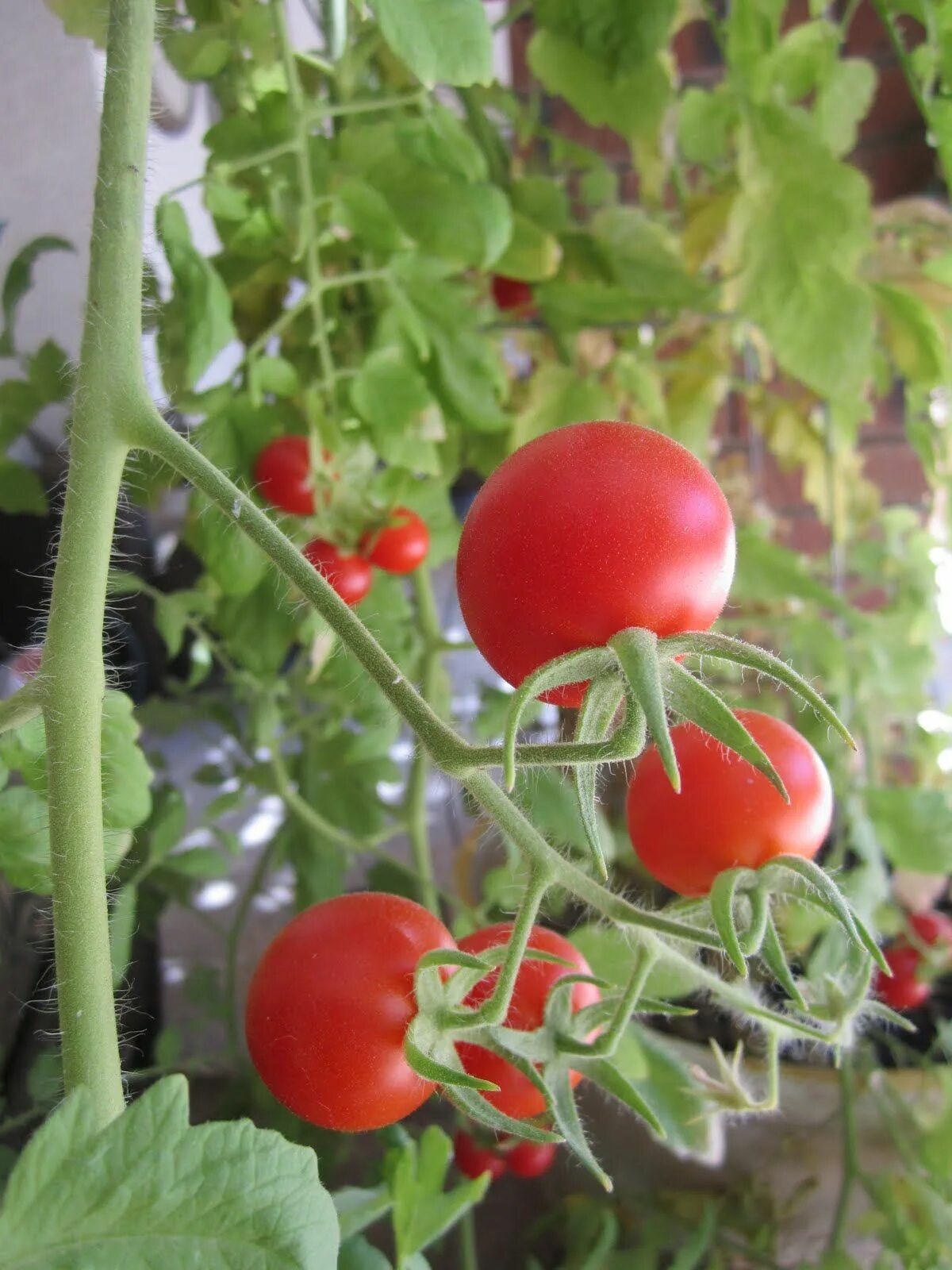 Tomato grow