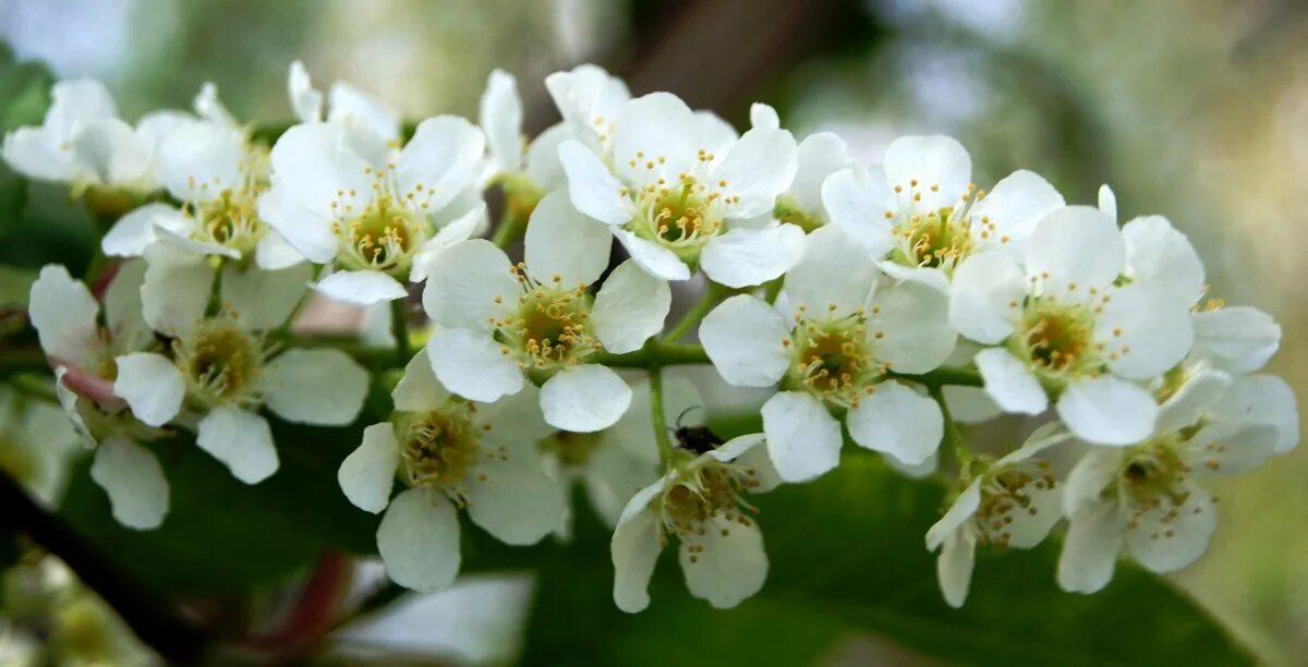 черёмуха маака. соцветия черемухи фото. соцветие черемухи. кисть черемухи. черемуха обыкновенная 'albertii'.