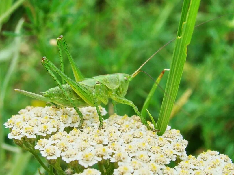 степная кобылка насекомое. азиатская саранча отряд. места обитания прямокрылых насекомых. места обитания прямокрылых насекомых. луговой конёк прямокрылое.
