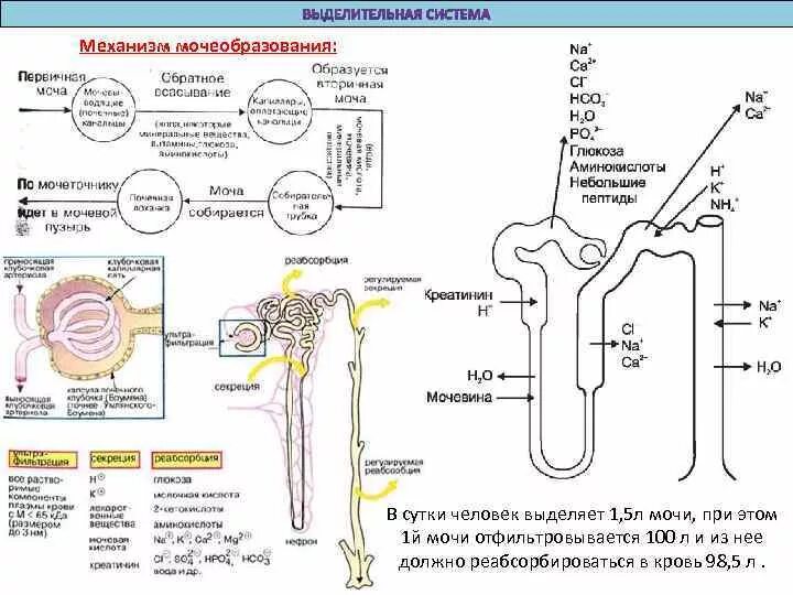 Образование мочи тест. Строение нефрона процесс мочеобразования. Нервные механизмы регуляции мочеобразования. Гуморальная регуляция мочеобразования схема. Регуляция мочеобразования схема.