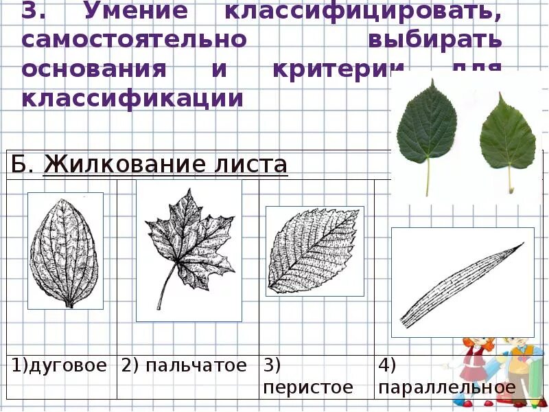 Сетчатое жилкование характерно для двудольных. Типы жилкования листьев. Боярышник перистое жилкование. Жилкование листьев примеры. Какое бывает жилкование листьев.