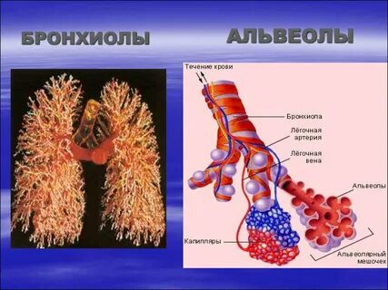 Легкие у человека альвеолярные или губчатые