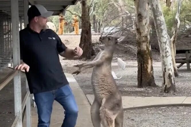 Австралийский кенгуру. Кенгуру нападает. Кенгуру роджерс. Кенгуру и человек. Кенгуру с палкой.