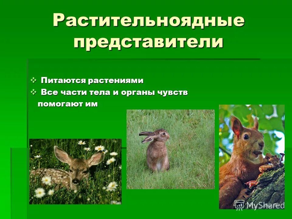 Растение растительноядное животное