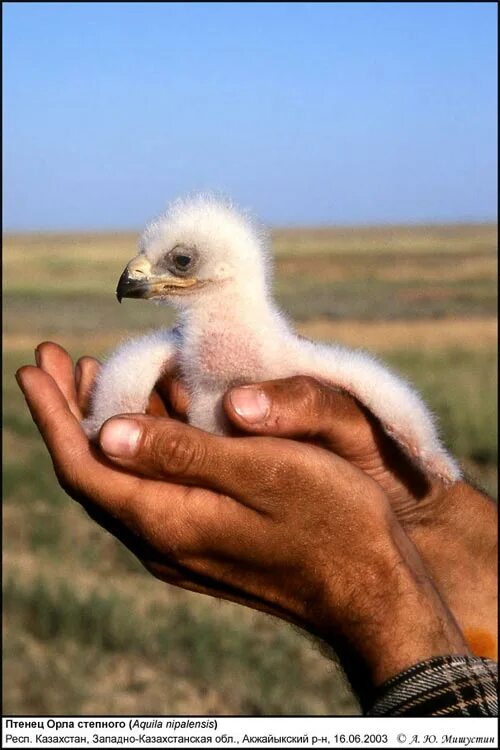 орленок птенец орла. орел детеныш как пишется. птенец венценосного орла. птенец орлана белохвоста. карликовый сокол птенец.