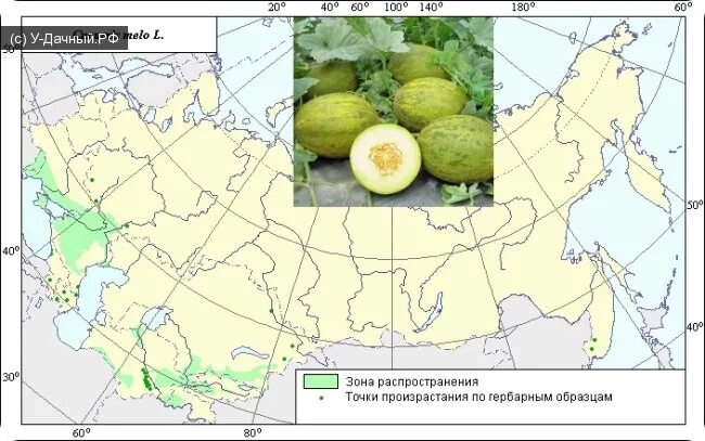 Районы выращивания на карте. Ареал произрастания арбузов. Бахчевые культуры на карте. Бахчевые культуры где выращивают в России. Бахчевые культуры на карте России.