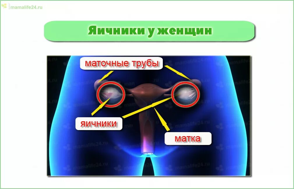 Тянет низ живота и яичники. Боли при овуляции. Локализация боли при овуляции. Болезненность в яичниках при овуляции. Боль и дискомфорт при овуляции.