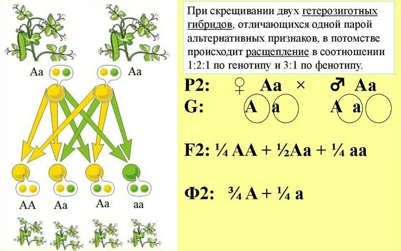 Гетерозиготное растение