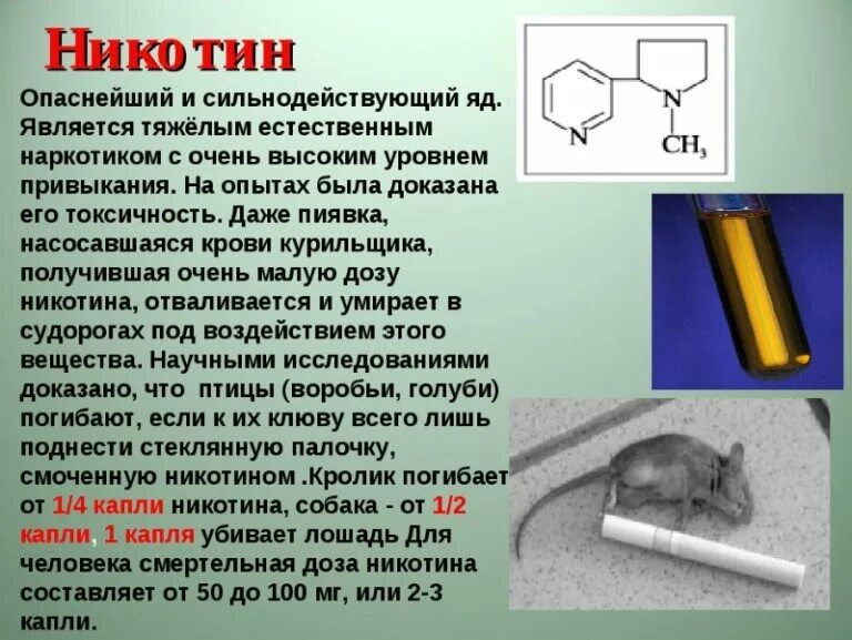 В моче виден никотин. Никотин. Никотин ядовитое вещество. Никотин в организме человека. Никотин вырабатывается в организме человека.