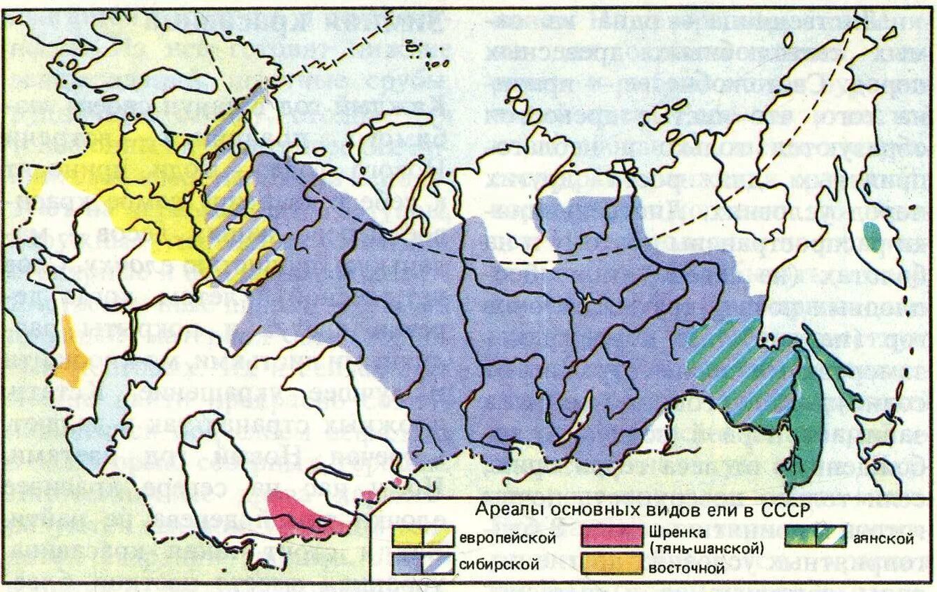 Лиственница сибирская ареал. Ель Сибирская ареал распространения в России. Ареал распространения пихты сибирской на карте. Ареал сосны сибирской в России. Ель европейская ареал распространения.